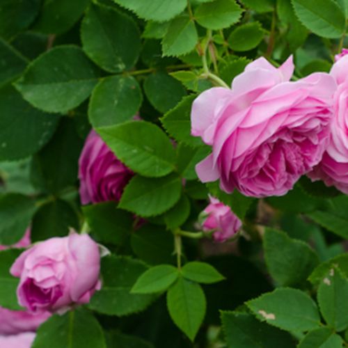 Rosa Queen of Bourbons - rózsaszín - történelmi - bourbon rózsa